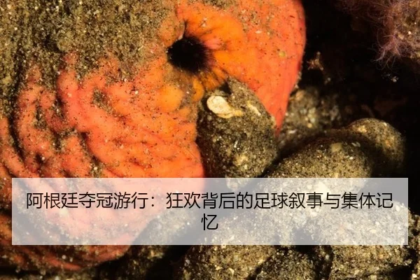 a-gen-ting-duo-guan-you-xing-kuang-huan-bei-hou-de-zu-qiu-xu-shi-yu-ji-ti-ji-yi-2-527.jpg